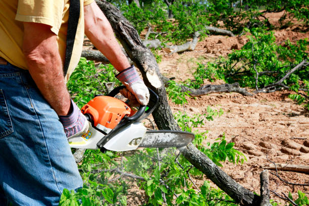 Professional Tree Service in Pomona, CA